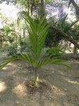 Areca ipot
