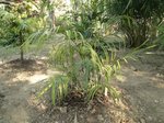 Areca sp. Ubon