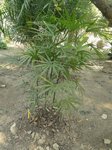 Rhapis multifida 