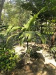 Areca guppyana 