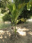 Areca montana hybride ? 