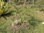 Trachycarpus fortunei