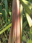 Dypsis crinita red 