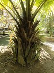 Livistona jenkinsiana 
