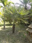 Chamaerops humilis