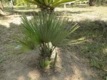 Chamaerops humilis vulcano 