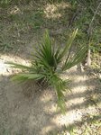 Chamaerops humilis vulcano 