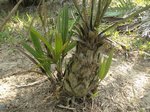 Chamaerops humilis vulcano 