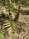 Dypsis pembana 'Clumping' 