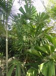 Licuala pahangensis 