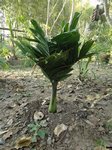 Areca catechu dwarf 'Esan'
