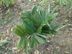 Areca catechu dwarf 'Esan'