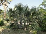 Hyphaene compressa 