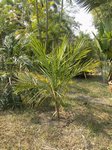 Syagrus amara 