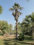 Washingtonia robusta� 