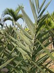 Phoenix dactylifera KL1 