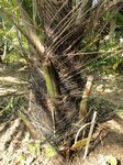 Arenga pinnata�