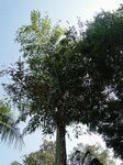 Caryota maxima 