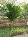 Areca catechu dwarf 'Esan'