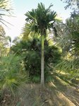 Areca catechu dwarf : Hybride * Vari�t� dwarf du Cambodge X * dwarf Tha�lande