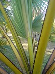 Borassus flabellifer golden form