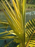 Cocos nucifera var. 'Si suk' = Couleur fonc�e