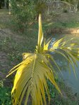 Cocos nucifera var. 'Si suk' = Couleur fonc�e