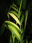 Dypsis lutescens variegata