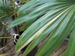 Livistona chinensis variegata 