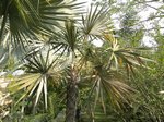 Coccothrinax miraguama