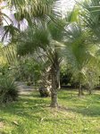 Syagrus comosa 