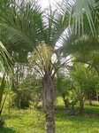 Syagrus comosa 