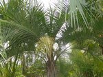 Syagrus comosa 