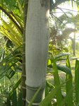 Dypsis cabadae x Dypsis leptocheilos * clumping form