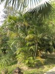 Dypsis lutescens green 