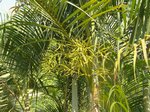 Dypsis lutescens green 