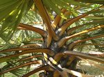 Borassus flabellifer 