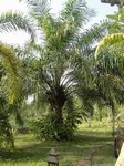 Elaeis guineensis�dwarf