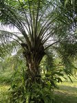 Elaeis guineensis�dwarf
