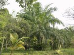 Elaeis guineensis�dwarf