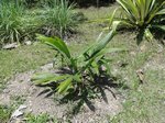 Sabal mauritiiformis��