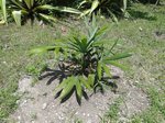 Sabal mauritiiformis��