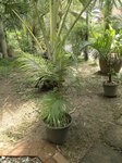 Laccospadix australasicus� 