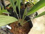 Sabal palmetto sp. Lisa