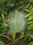 Washingtonia robusta� 