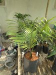Dypsis sp. new redneck