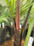 Dypsis sp. new redneck