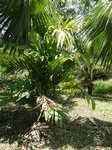 Areca concinna 