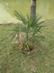 Trachycarpus fortunei