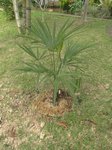 Trachycarpus fortunei